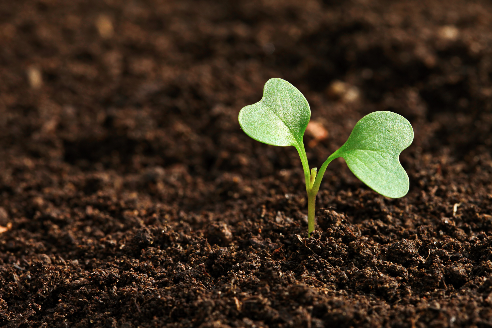 Small Plant on the Soil